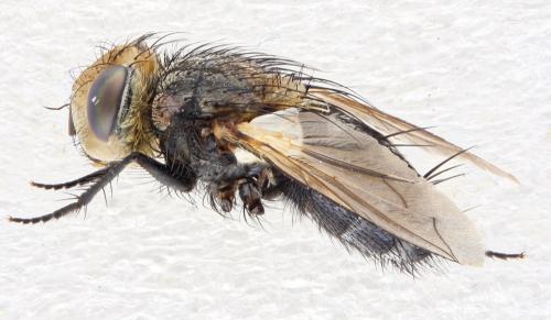 Gonia ornata